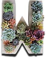 Flower Farm Lodi, WI